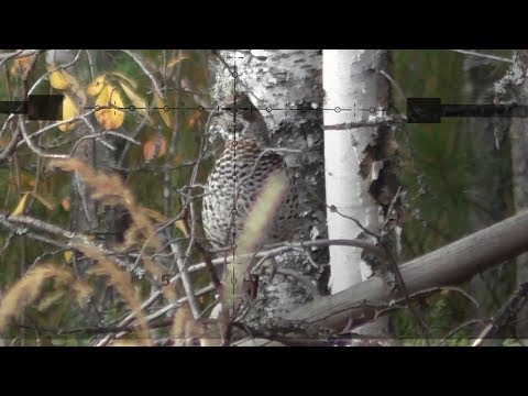 Видео: 22lr / ОХОТА НА РЯБЧИКА