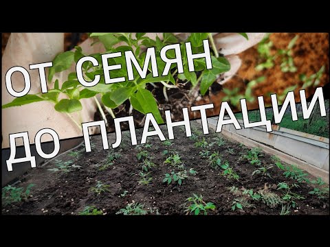 Видео: Эводия: все этапы выращивания. Лучший медонос в мире.