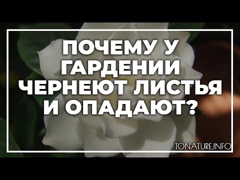 Видео: Почему у гардении чернеют листья и опадают? | toNature.Info