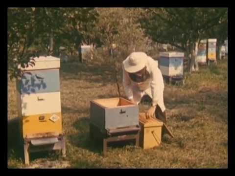 Видео: Варроатоз пчел. СССР, КНПФ Киевская.