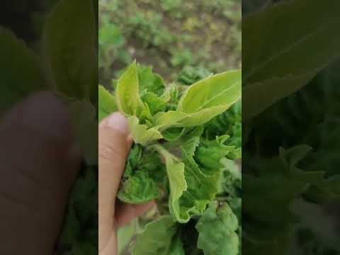 Видео: Подсолнечник уничтожен, возможные причины #фермер #фермерство #подсолнечник