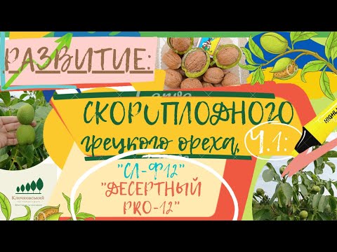 Видео: #12: «Десертный PRO-12» (СЛ-Ф12) Ч.1, ЭВОЛЮЦИОННЫЕ сорта и формы ГРЕЦКОГО ОРЕХА / walnut cultivation