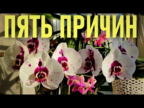 Видео: 5  ПРИЧИН "ПОЧЕМУ?" ОРХИДЕИ НЕ ЦВЕТУТ, ОТСУШИВАЮТ БУТОНЫ, ИЛИ НЕ ЦВЕТУТ ДОЛГО, О КОТОРЫХ ВЫ ДАЖЕ НЕ.