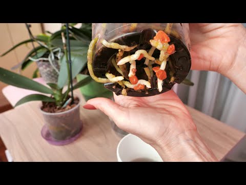 Видео: Один из кошачьих ВЫДАЕТ НАГОРА./ Две орхидеи из Севастополя./ Туда СТРЕМЯТСЯ корни орхидей.