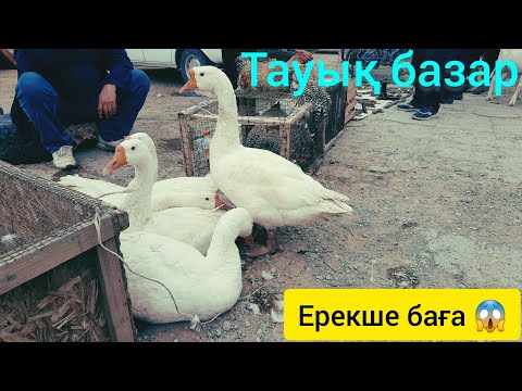 Видео: Ерекше баға, қызылорда тауық базары.