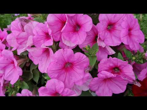 Видео: Обзор сортов петуний из разных серий. Лето 2025. 