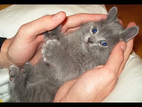 Видео: 😺 Ты мой зайчик! 🐈 Видео смешных котов и котят для хорошего настроения! 😻