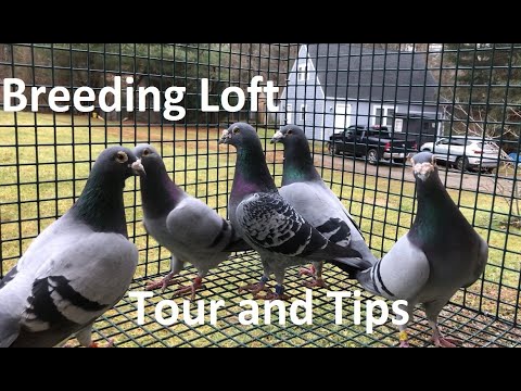 Видео: Экскурсия по племенному лофту с советами!