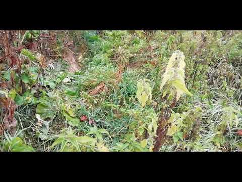 Видео: Охота с лайками на Барсука, и как найти зимние норы - летние, и работа с ними.