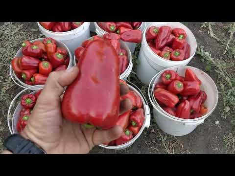 Видео: Обзор перца Полет на 16.09.20