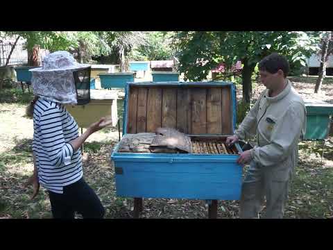 Видео: Серые горные кавказские пчёлы