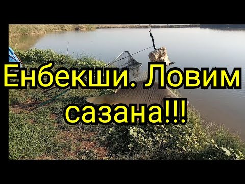 Видео: Рыбалка близ Алматы. Енбекши. Ловим сазана!!!