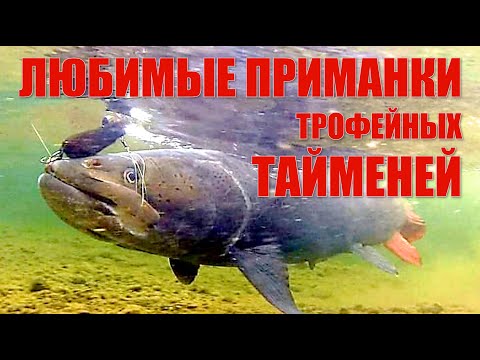 Видео: Ловим тайменя. Советы бывалых таймешатников.ЛЮБИМЫЕ ПРИМАНКИ ТРОФЕЙНЫХ ТАЙМЕНЕЙ. Фильм 12