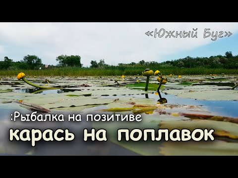 Видео: Карась на поплавок. Ловля карася в Кувшинке. Рыбалка Южный буг