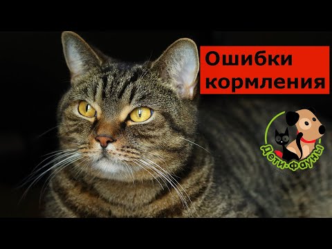 Видео: 7 частых ошибок при кормлении кошек