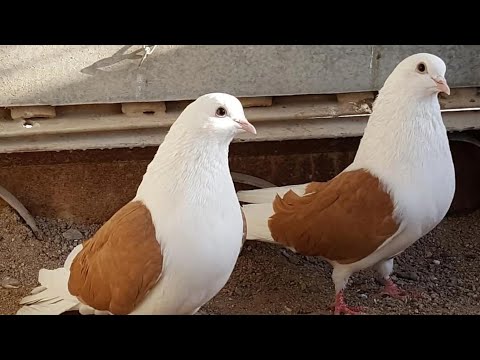 Видео: Голуби. #голуби #pigeon