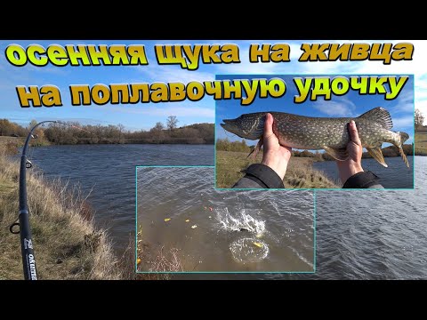 Видео: Щука на поплавочную удочку! Нужно ли ждать, после поклевки, или можно засекать сразу - эксперимент!