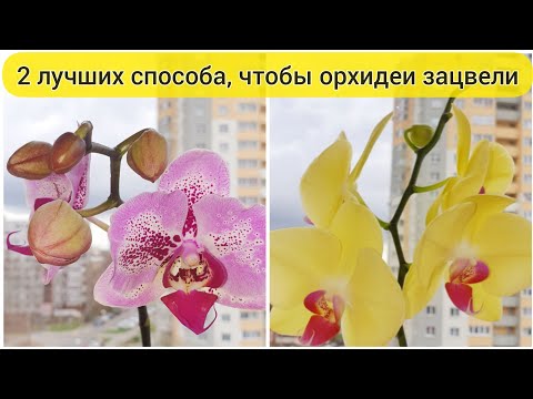Видео: Сделай так и ОРХИДЕЯ ЗАЦВЕТЕТ // 2 ЛУЧШИХ способа ЗАСТАВИТЬ ОРХИДЕЮ ЦВЕСТИ