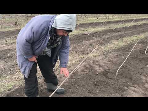 Видео: Посадка сада черешни по интенсивной технологи UFO