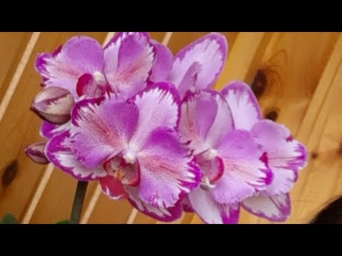 Видео: Цветущий июнь 💚 Мои орхидеи фаленопсисы