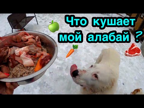 Видео: Кормление АЛАБАЯ || Питание щенков | Рацион | Alabai | Central Asian Shepherd | Puppy | FOOD for DOG