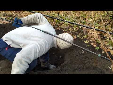 Видео: Садить ВИНОГРАД не поздно.Посадка саженца в теплице.