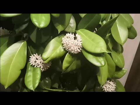 Видео: Цветение  хой / hoya Erythrina/Erythrostemma/ и др. 💚 Цветение огромной хойи Аустралис (Australis)