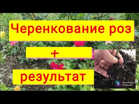 Видео: На 100% работает!!!🌹Лучший способ черенкования роз!!! Шикарные корешки!!Результат удивил!От А до Я.