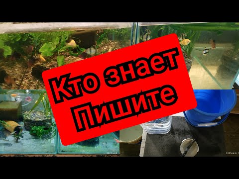 Видео: Аквариумы, боксы
