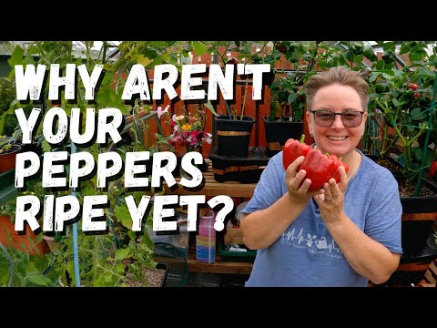 Видео: Почему у вас не дозревают перцы?
