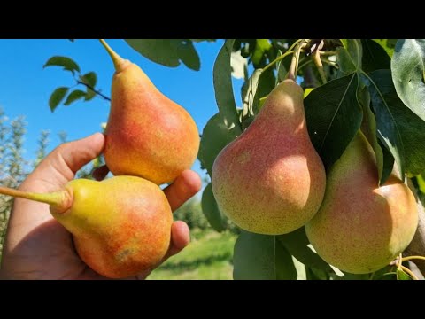 Видео: 💎 ГРУША ВЕСІЛЬНА 🍐