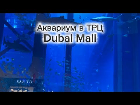 Видео: Аквариум в ТРЦ Dubai Mall