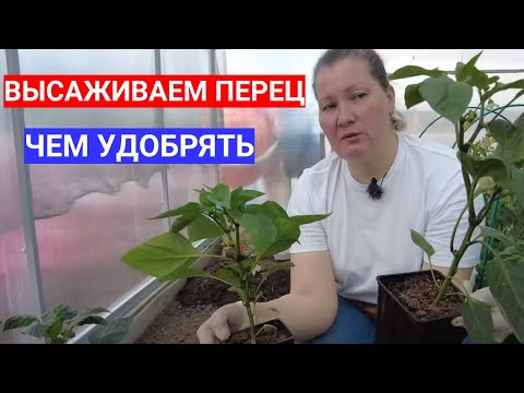 Видео: ПЕРЕЦ ПОСЛЕ ВЫСАДКИ В ТЕПЛИЦУ КОРМЛЮ НА УБОЙ. ЧЕМ ПОДКОРМИТЬ ПЕРЕЦ ДЛЯ РОСТА ПО МОЕМУ ОПЫТУ.