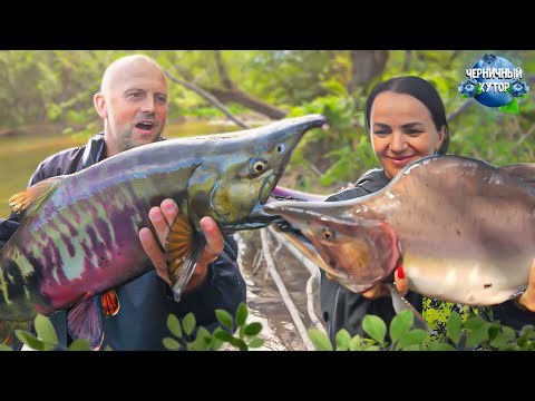 Видео: Увлекательная рыбалка в заповеднике на Камчатке. Вокруг медведи, но мы рыбачим с дерева