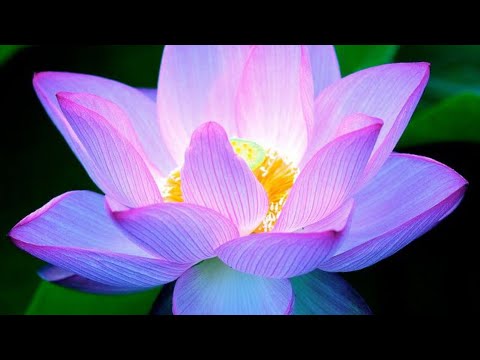 Видео: Не позволяйте человеку с нарушением равновесия нарушить ваше равновесие, продолжайте двигаться.