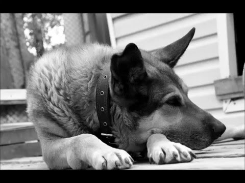 Видео: Памяти любимой собаки........
