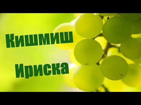 Видео: Кишмиш Ириска.