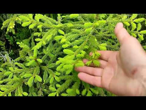 Видео: 18 июня 2025 г.