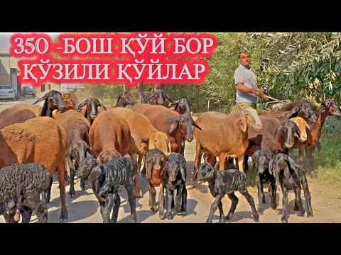 Видео: ЙИЛДА ИККИ МАРОТАБА ТУҒАДИГАН ҚЎЙЛАР