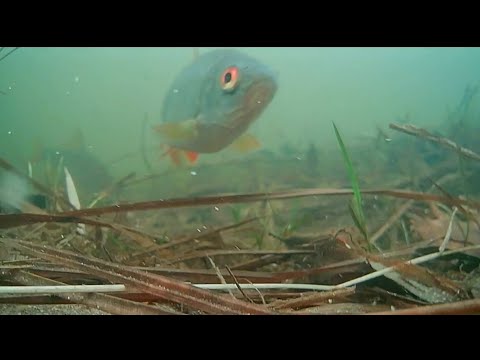 Видео: Ловля плотвы на Десне на поплавочную удачку, при открытых шлюзах . 18.01.2025