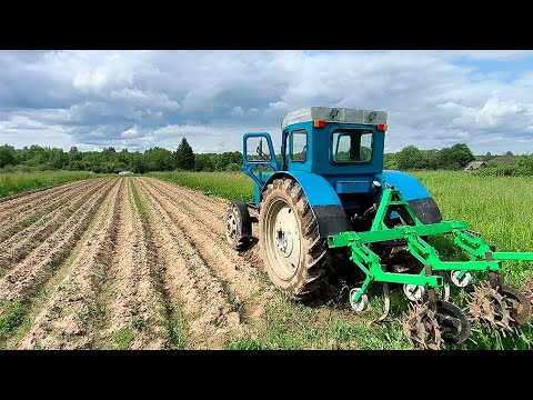 Видео: Культивация картошки/ Борьба с сорняками