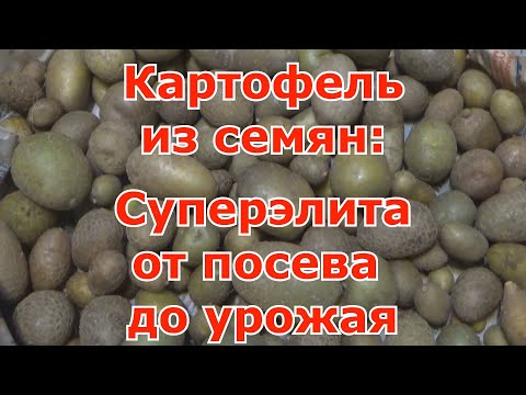 Видео: Картофель из семян: обновление и омоложение сортов. Суперэлита картофеля от посева до сбора урожая