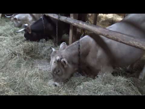 Видео: Вечернее кормление и дойка коров.