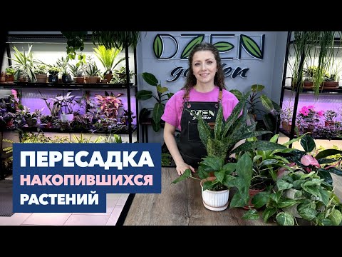 Видео: Пересадка комнатных растений и цветов » Август 2024