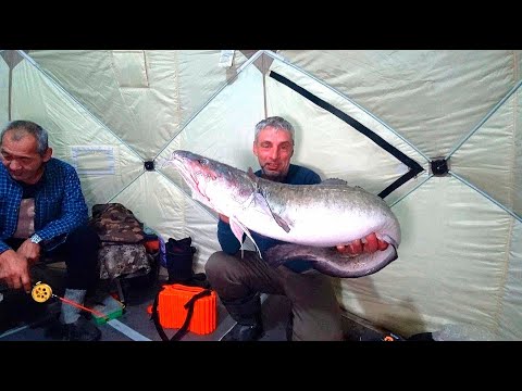 Видео: НАЛИМ НА СТУК НЕ ВЫХОДЯ ИЗ ПАЛАТКИ! ЛЕСКА ТРЕЩИТ В ПАЛЬЦАХ! Рыбалка на жерлицы