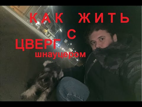 Видео: Убложество: Полгода с ЦВЕРГШНАУЦЕРОМ