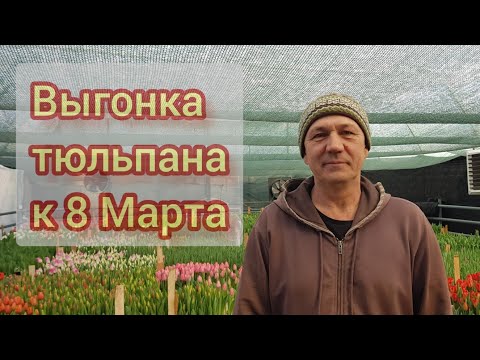 Видео: Выгонка тюльпана к 8 Марта 20 февраля