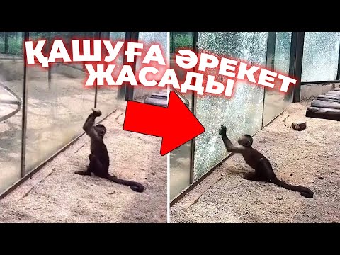 Видео: ЖАНУАРЛАРДЫҢ АҚЫЛ ТАНЫТҚАН СӘТТЕРІ / ӨРТТІ ЕСКЕРТКЕН МЫСЫҚ