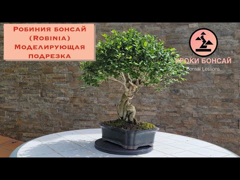 Видео: Робиния бонсай (Robinia) Моделирующая подрезка бонсай.