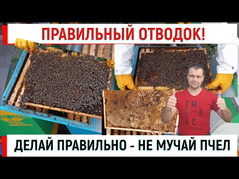 Видео: Делай ПРАВИЛЬНЫЙ отводок! Не мучай пчел!